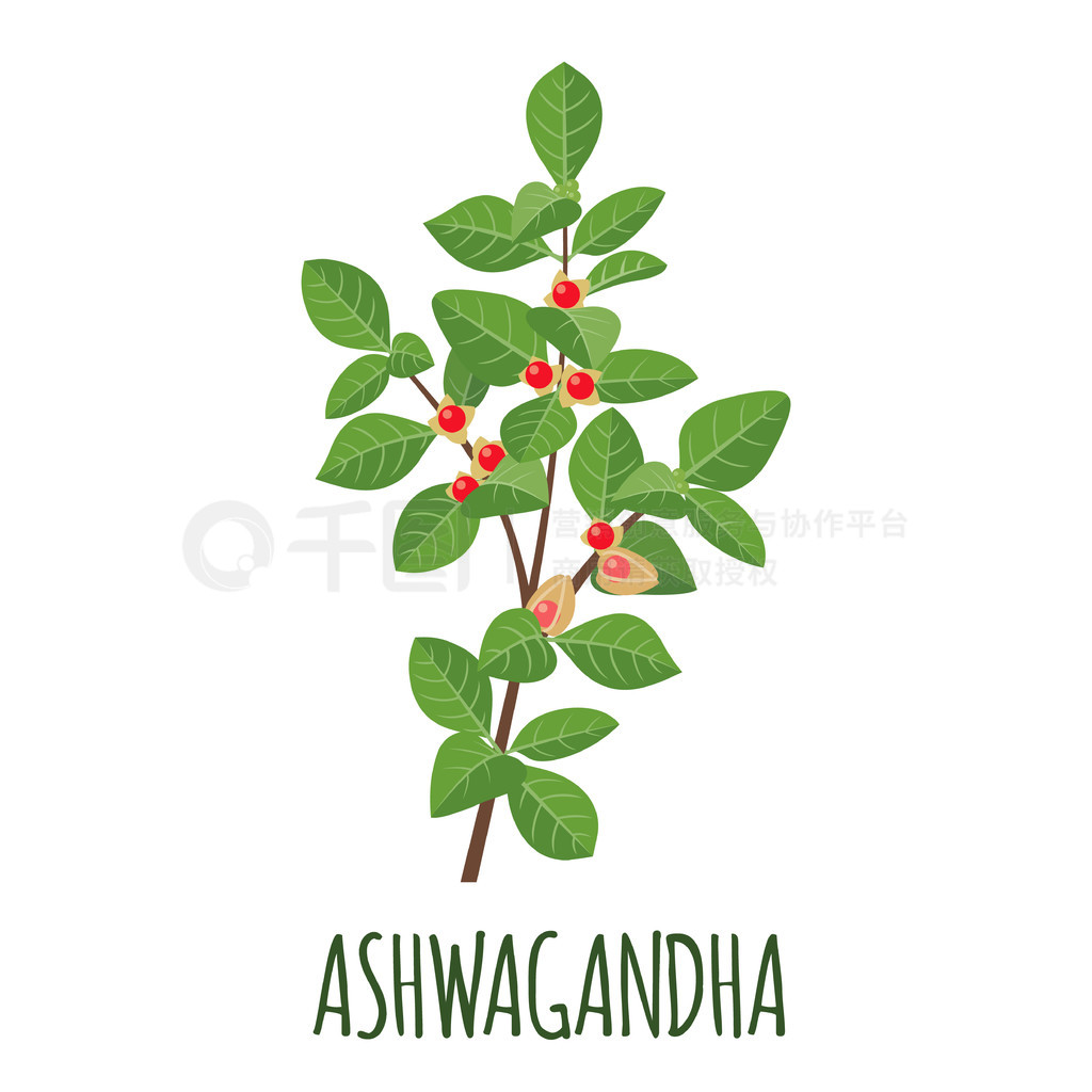 ƽʽе Ashwagandha ʸ־ 󡣳ʳƷ ashwagandha ҩݡʸͼ.. ɫƽʽ Ashwagandha ͼ