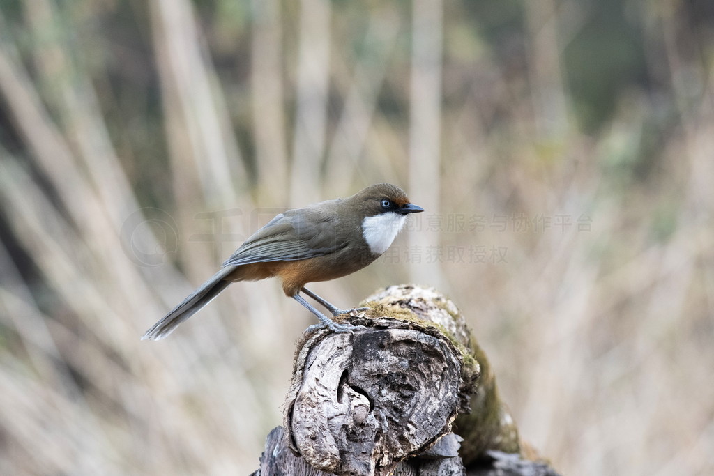 ׺ laugingthrush, Garrulax albogularis, Sattal, Nainital, Uttarakhand, India