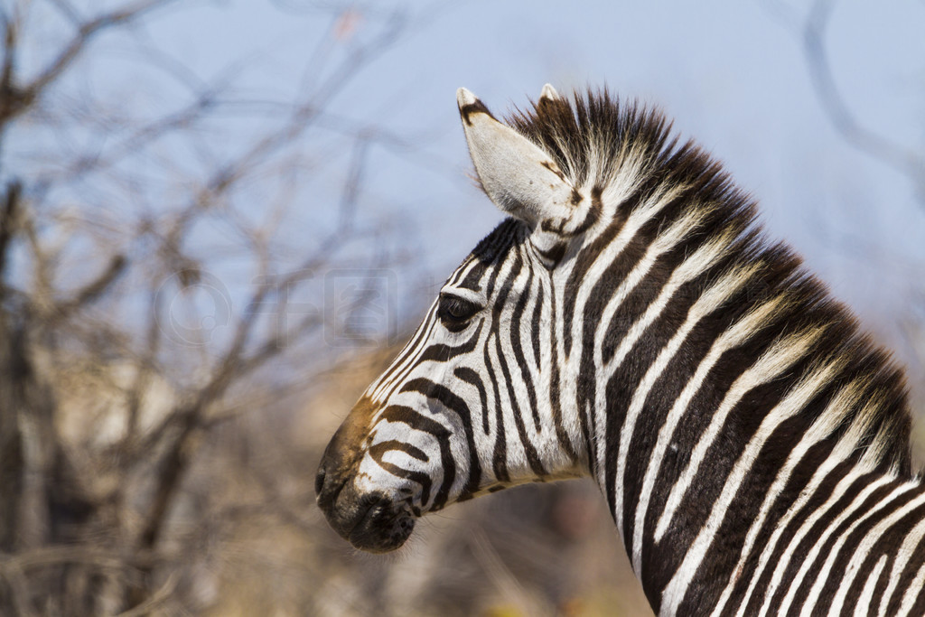  Equus quagga burchellii ƵĿơ²ж