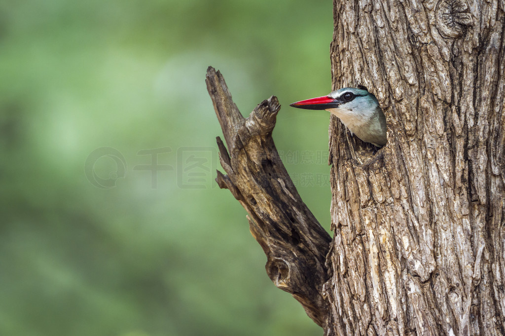 Alcedinidae  Halcyon senegalensis 塣Ϸǿ³ҹ԰ֵش