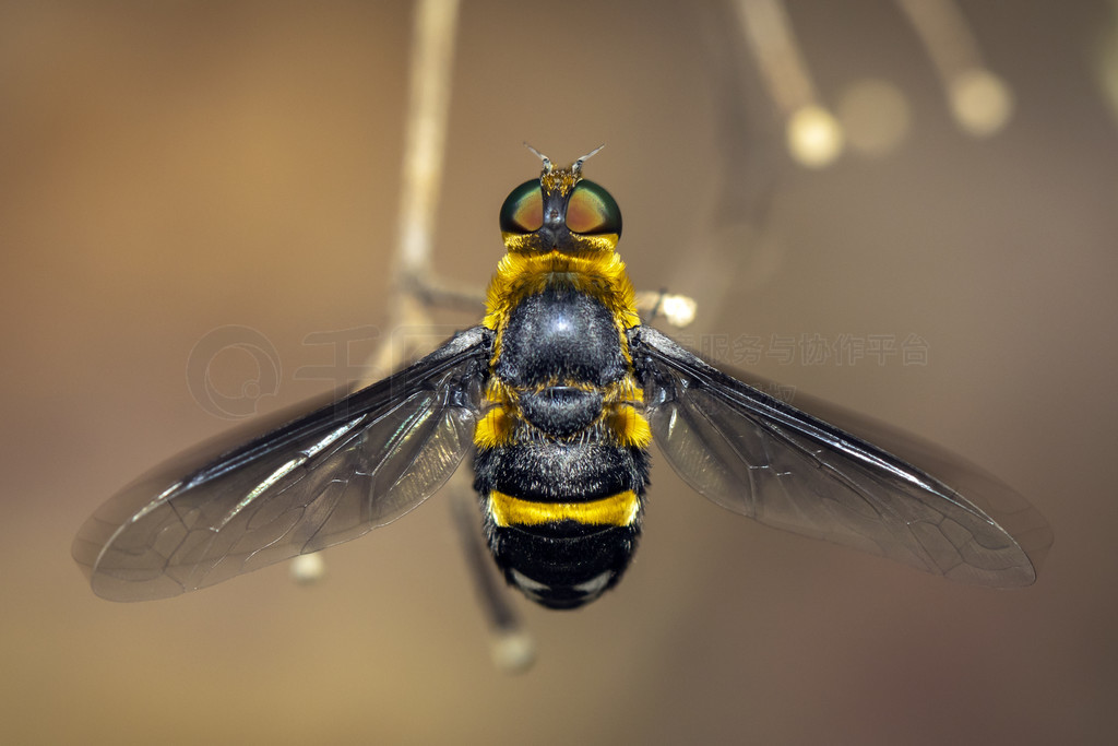 Ȼµ֦ϵ hoverfly(Syrphidae) ͼ档