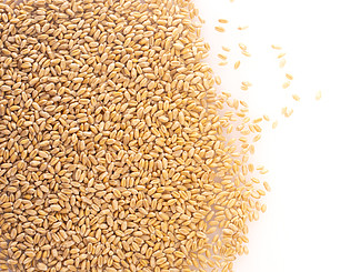 在白色背景上分离的小麦粒，顶视图