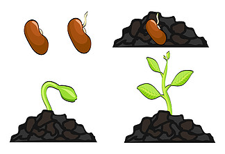植物从种子到萌芽的生长阶段 i