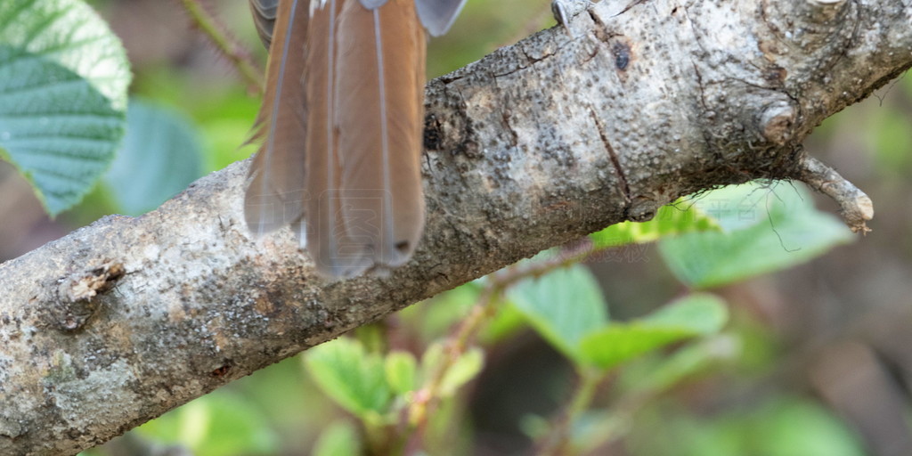 Ц, Garrulax striatus, Sattal, Nainital Uttarakhand, ӡ