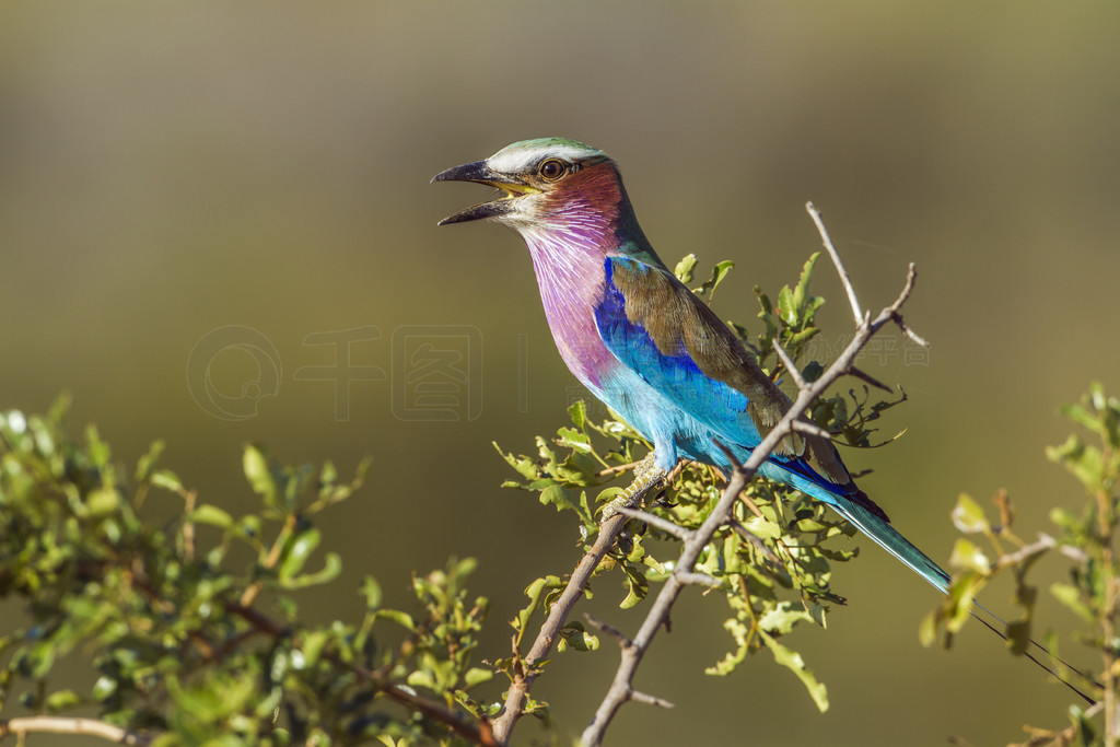  Coracias caudatus  Coraciidae ĿơϷǿ³ҹ԰Ķع