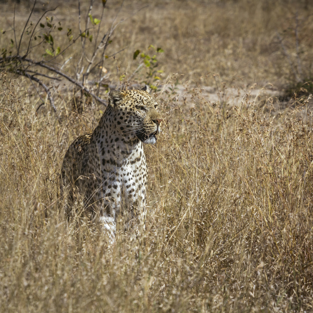 վϷǿ³ҹ԰Ĵԭǰͼèƶ Panthera pardus 塣Ϸǿ³ҹ԰ı