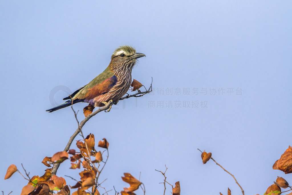  Coracias naevius  Coraciidae ĿơϷǿ³ҹ԰ĺɫ