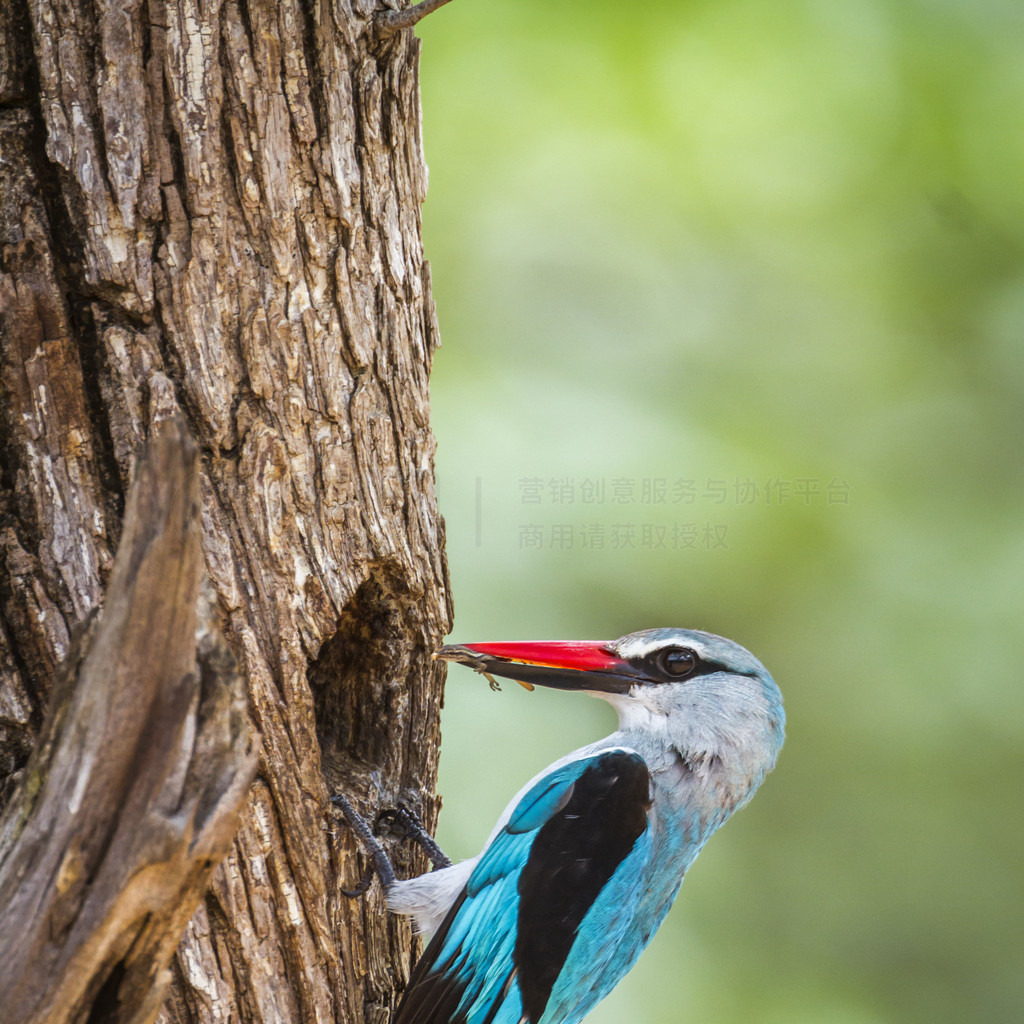 Alcedinidae  Halcyon senegalensis 塣Ϸǿ³ҹ԰ֵش