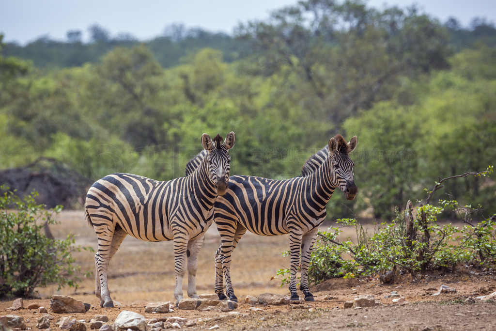 Ϸǿ³ҹ԰ƽԭ Equus quagga burchellii ơϷǿ³ҹ԰ƽԭ