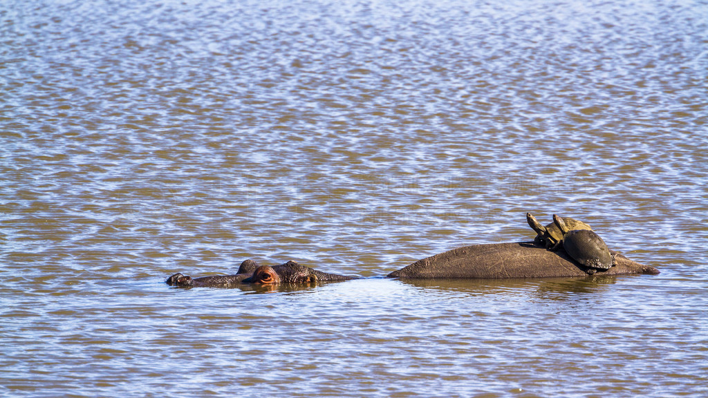  Chersina angulata  Hippopotamus amphibius Ϸǿ³ҹ԰ĺͽǹ