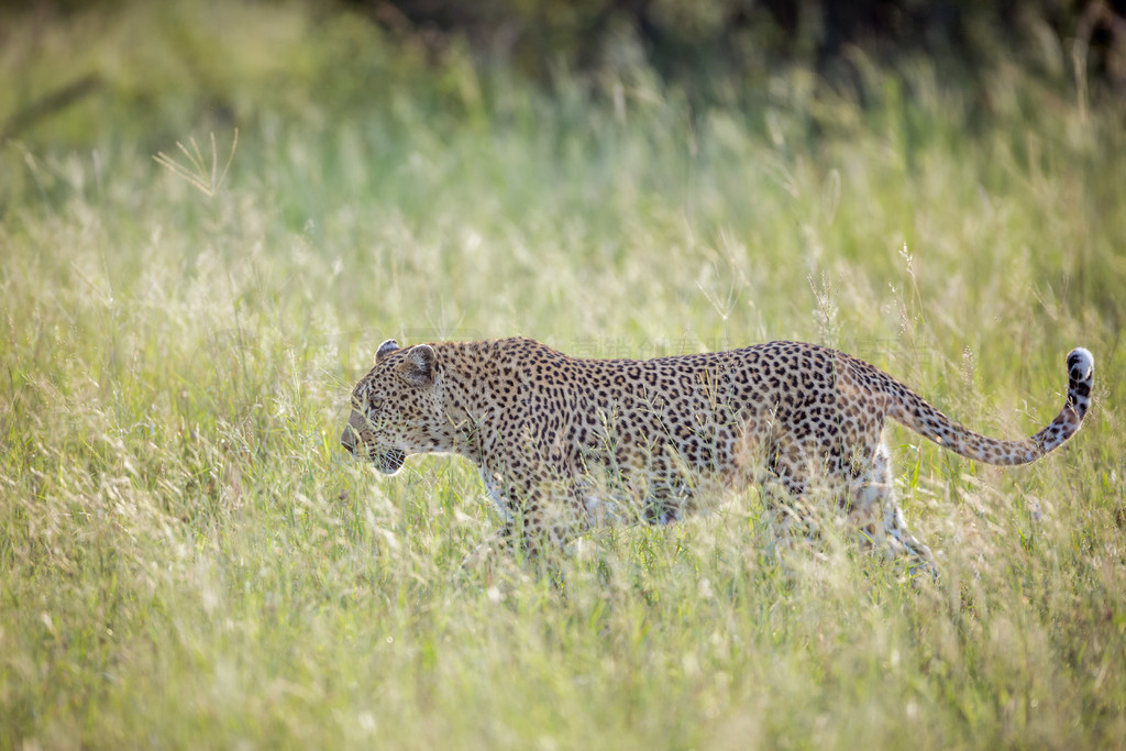 Ϸǿ³ҹ԰ݴеıӣèƶ Panthera pardus 塣Ϸǿ³ҹ԰ı