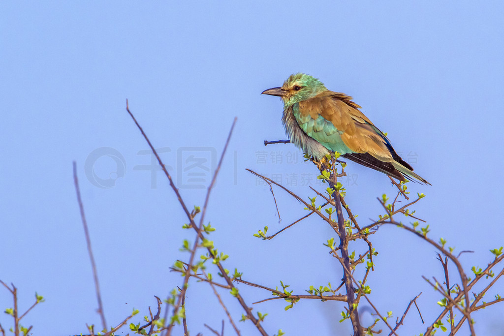  Coracias garrulus  Coraciidae ĿơϷǿ³ҹ԰ŷ޹