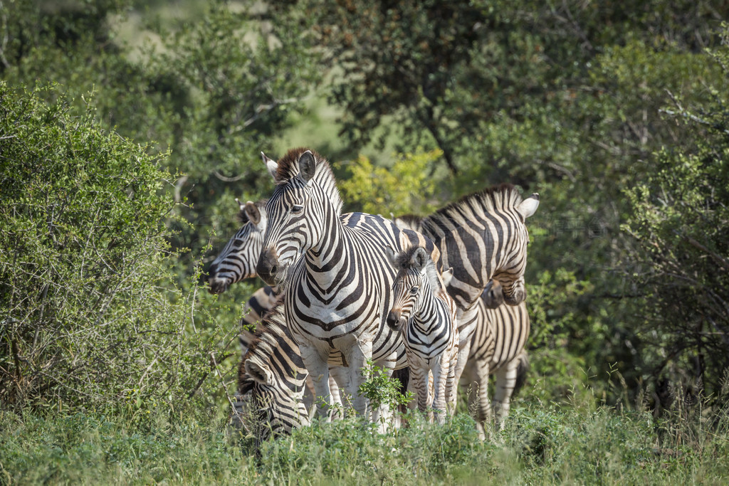 Ϸǿ³ҹ԰ɫԭƽԭ壻 Equus quagga burchellii ơϷǿ³ҹ԰ƽԭ