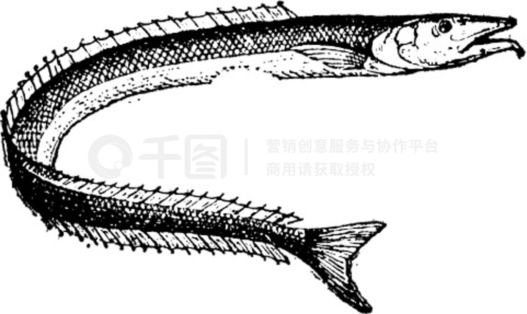 Lancetfish  Alepisaurus sp.ŵ̲ͼʺʵ - Larive  Fleury - 1895 