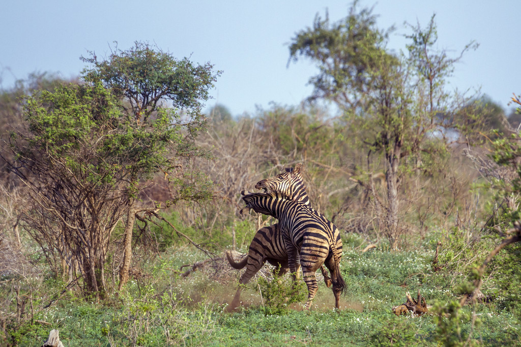  Equus quagga burchellii ơϷǿ³ҹ԰ƽԭ