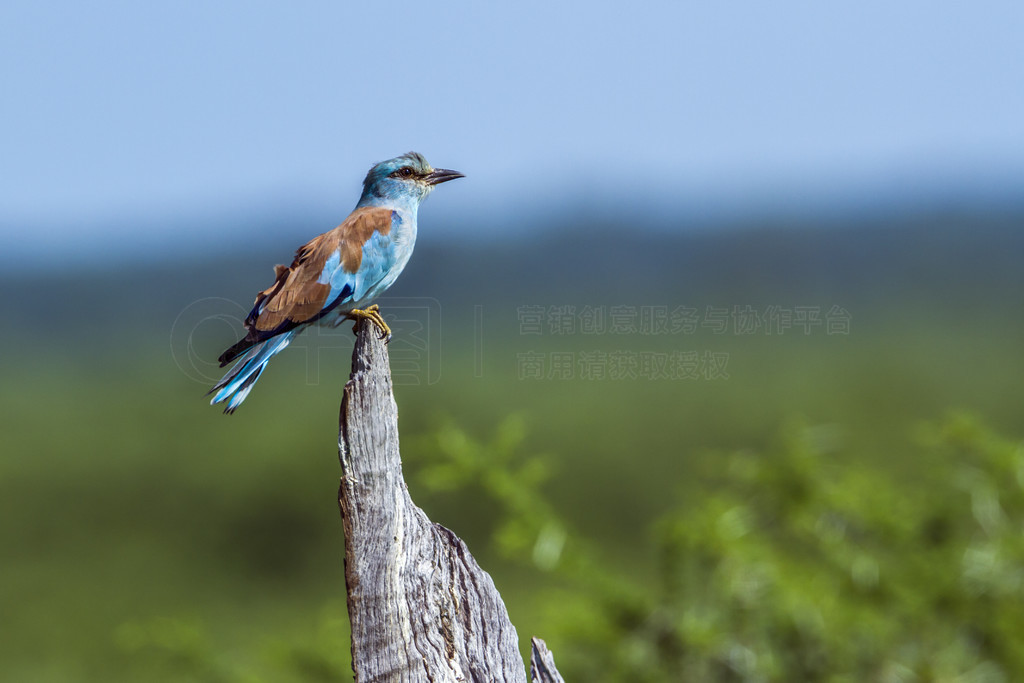  Coracias garrulus  Coraciidae ĿơϷǿ³ҹ԰ŷ޹