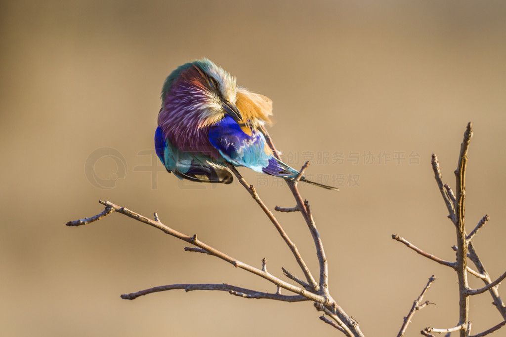  Coracias caudatus  Coraciidae ĿơϷǿ³ҹ԰Ķع