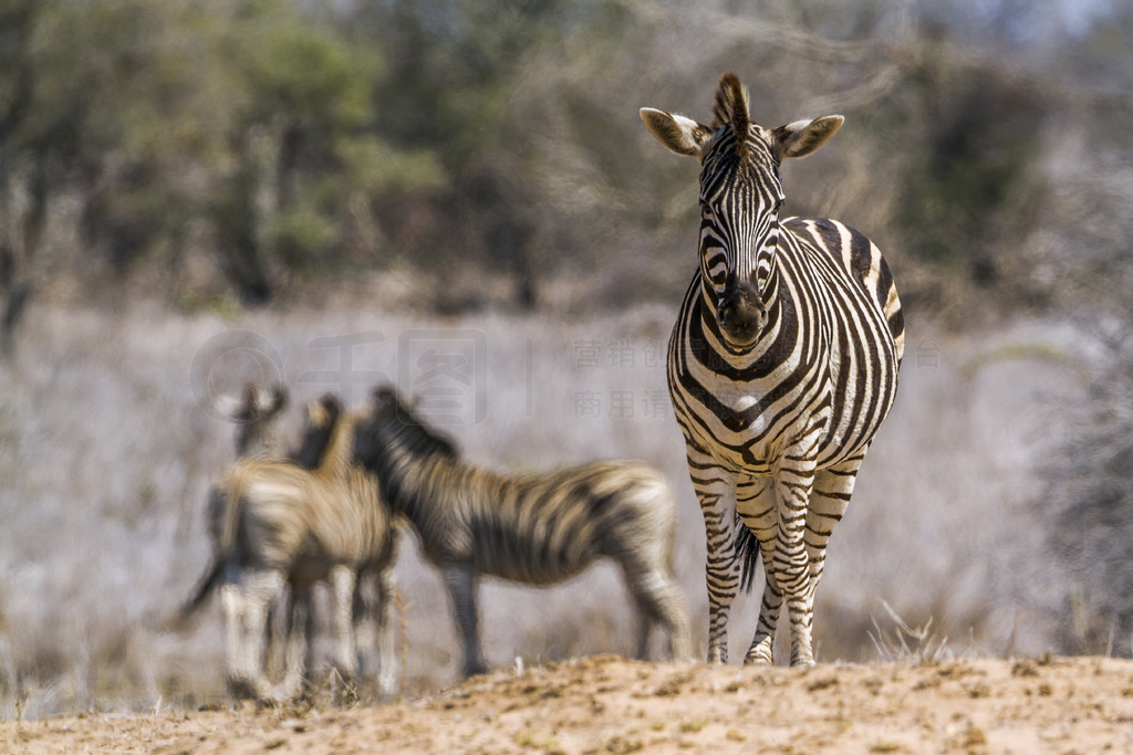  Equus quagga burchellii ơϷǿ³ҹ԰ƽԭ