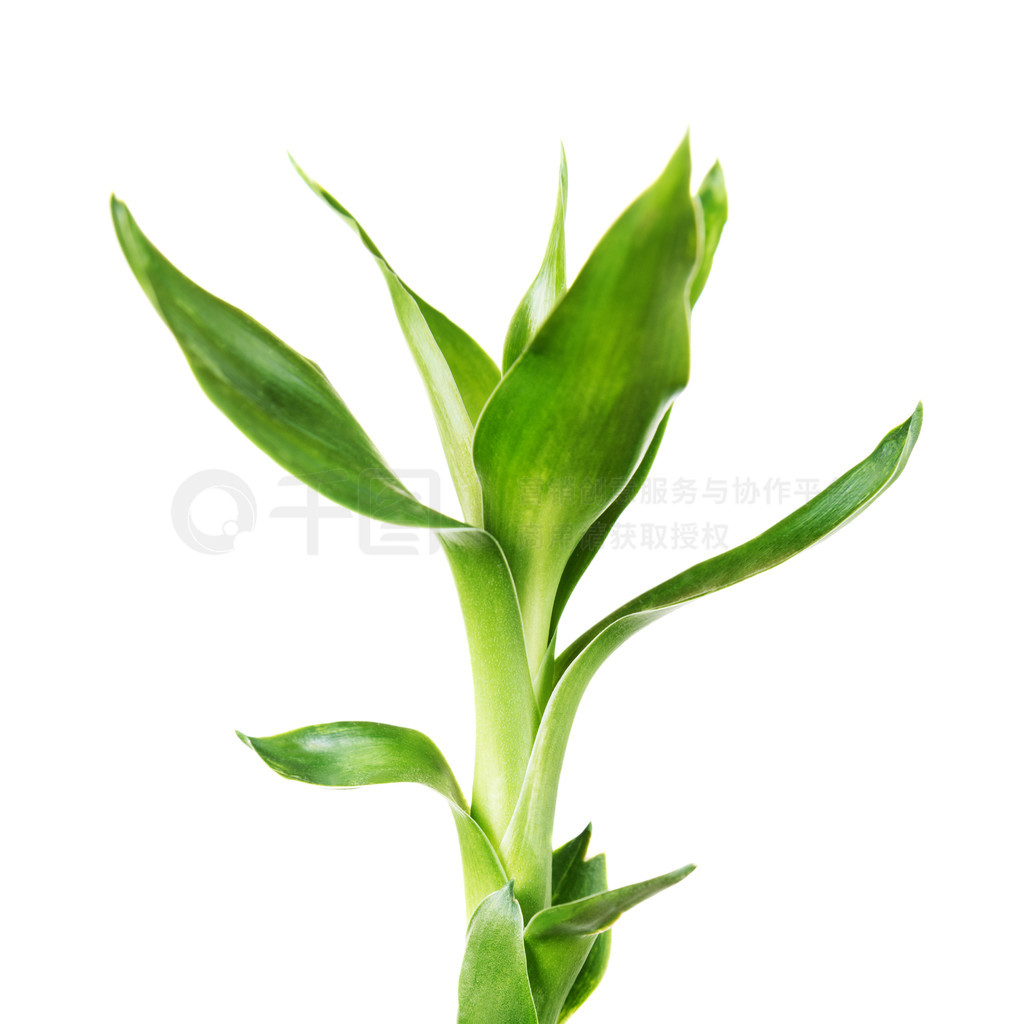 ֲ (Dracaena Sanderiana) ĵѿҶŤΣڰɫϸ