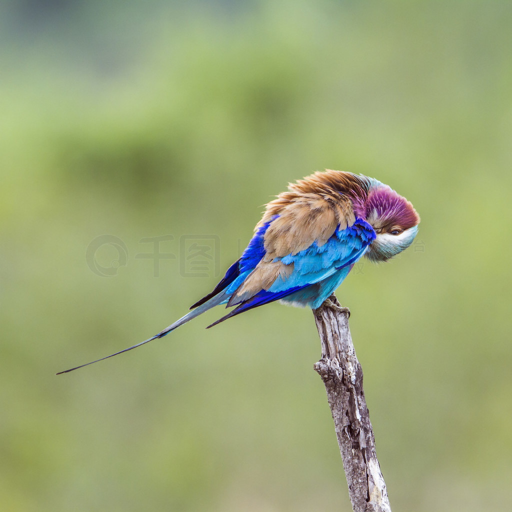  Coracias caudatus  Coraciidae ĿơϷǿ³ҹ԰Ķع