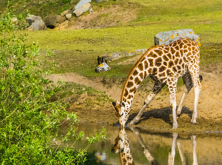 努比亚长颈鹿站在水边喝一些水,来自非洲的极度濒危动物