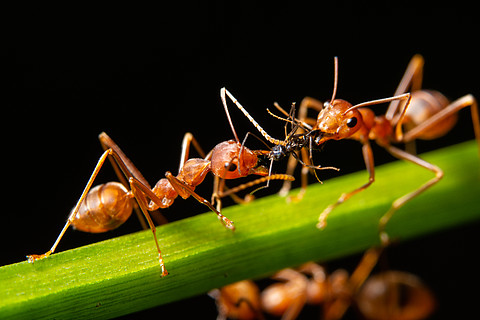 红蚂蚁是非常小的选择性焦点和自由空间矢量ai格式免抠元素火焰素材纯