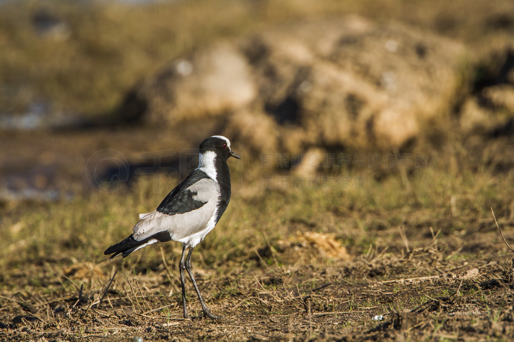 Charadriidae  SpecieVanellus armatus 塣Ϸǿ³ҹ԰