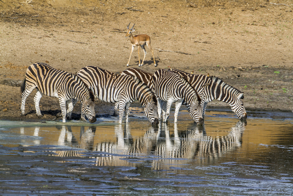  Equus quagga burchellii ƵĿơ²ж