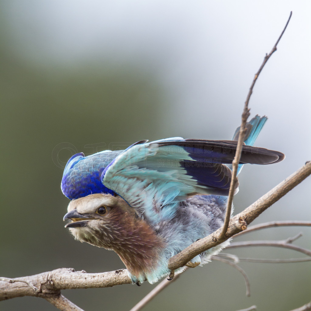  Coracias naevius  Coraciidae ĿơϷǿ³ҹ԰ĺɫ