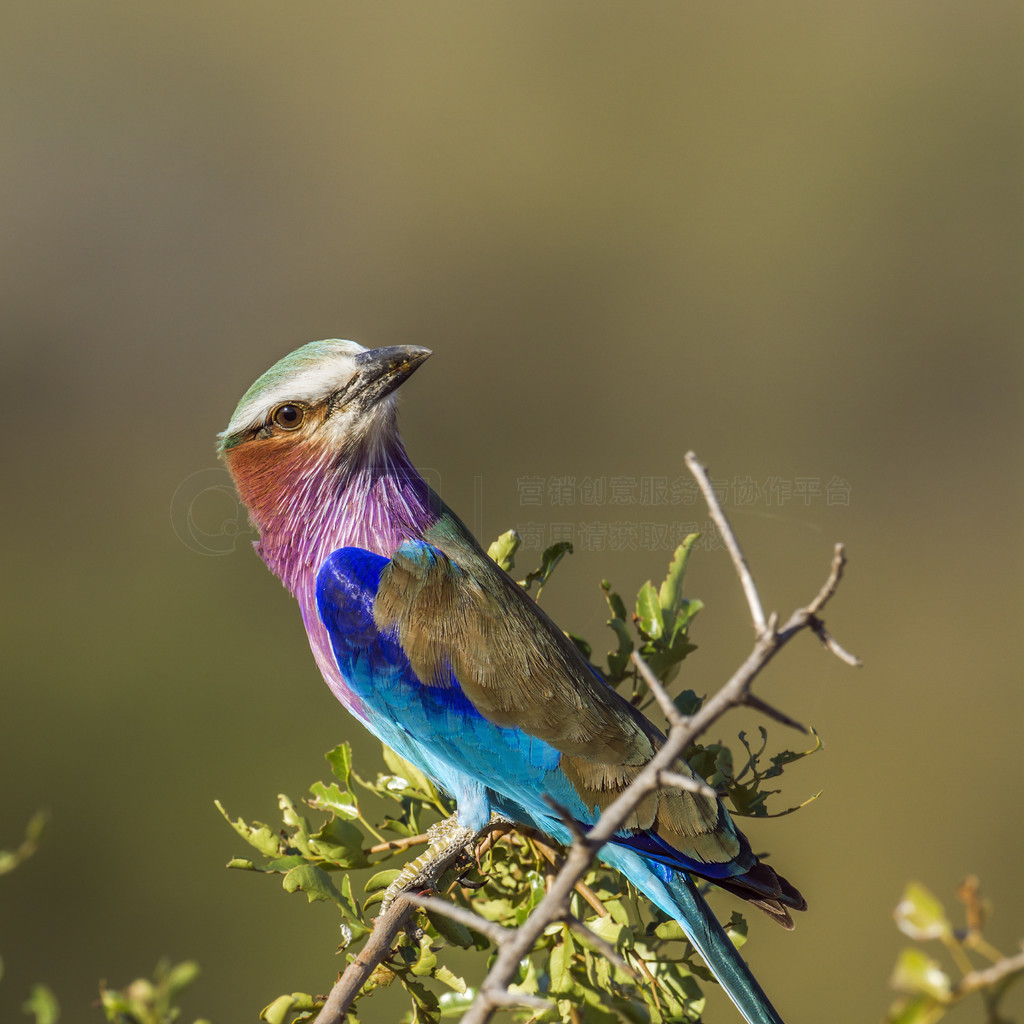  Coracias caudatus  Coraciidae ĿơϷǿ³ҹ԰Ķع