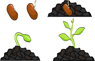 种子成长过程图卡通图片