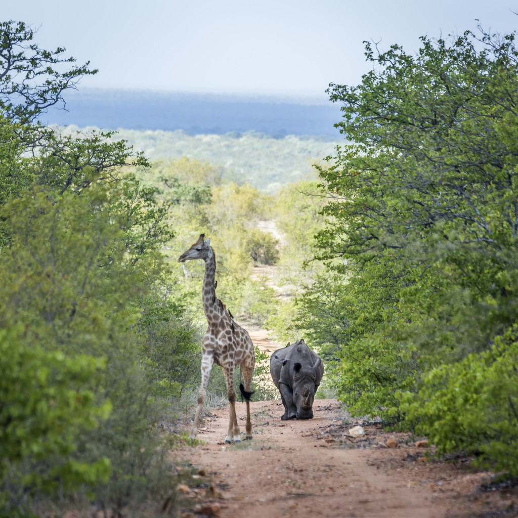 Ϸǿ³ҹ԰ϷϬţͳ¹ Ceratotherium simum simum  Giraffa camelopardalis Ϸǿ³ҹ԰ϷϬţͳ¹