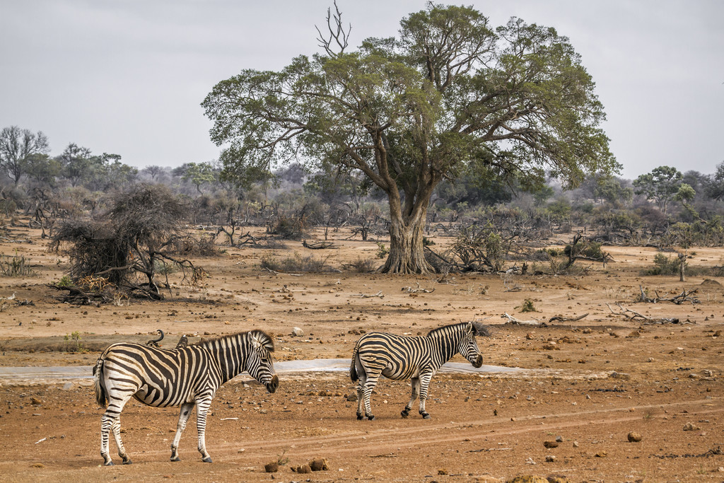  Equus quagga burchellii ơϷǿ³ҹ԰ƽԭ