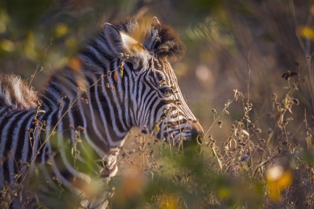 Ϸǿ³ҹ԰ƽԭ Equus quagga burchellii ơϷǿ³ҹ԰ƽԭ