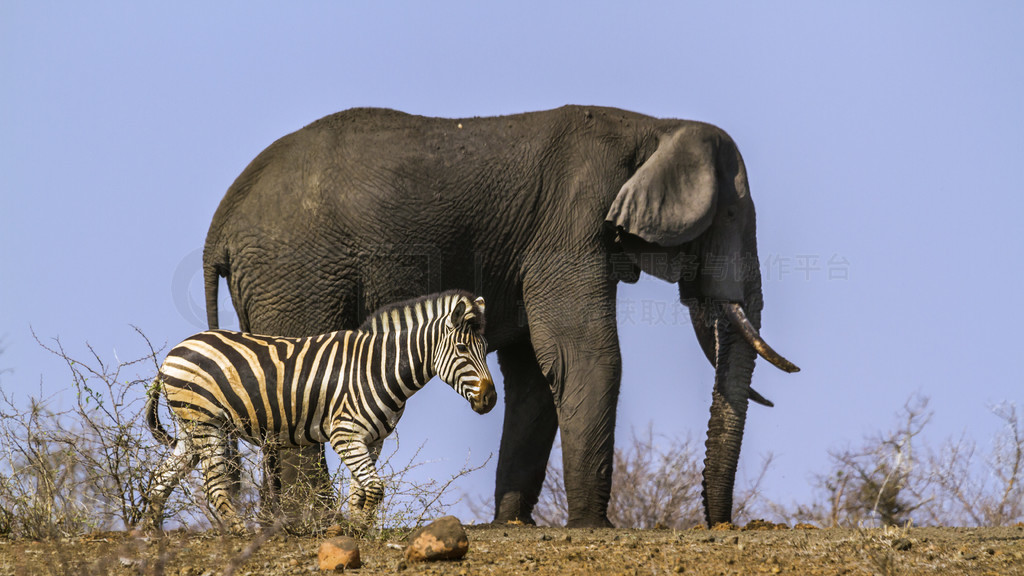  Equus quagga burchellii  LoxodontaafricanaϷǿ³ҹ԰ƽԭͷ޴