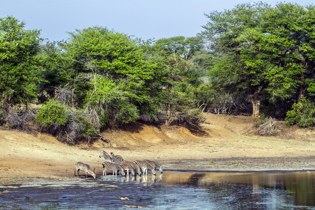  Equus quagga burchellii ƵĿơ²ж