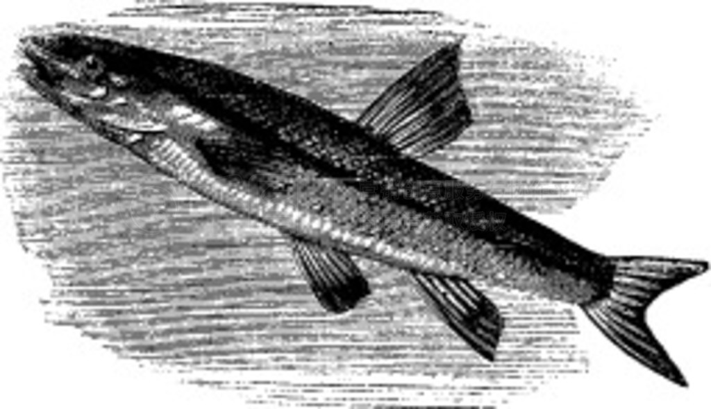 ڱ졢 rhinichthys atratulus  argyreus atronasus ɰ滭ɿ̵ĲͼʸУһڱˮС