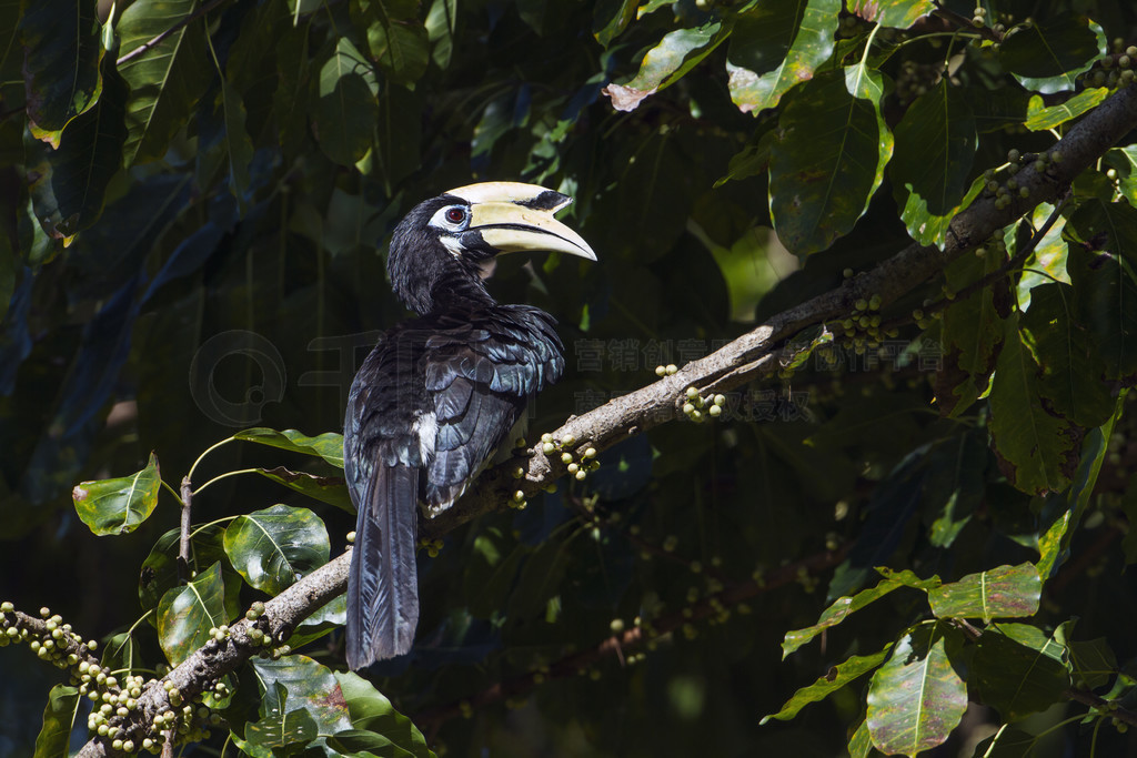 Bucerotidae  Anthracoceros albirostris 塣