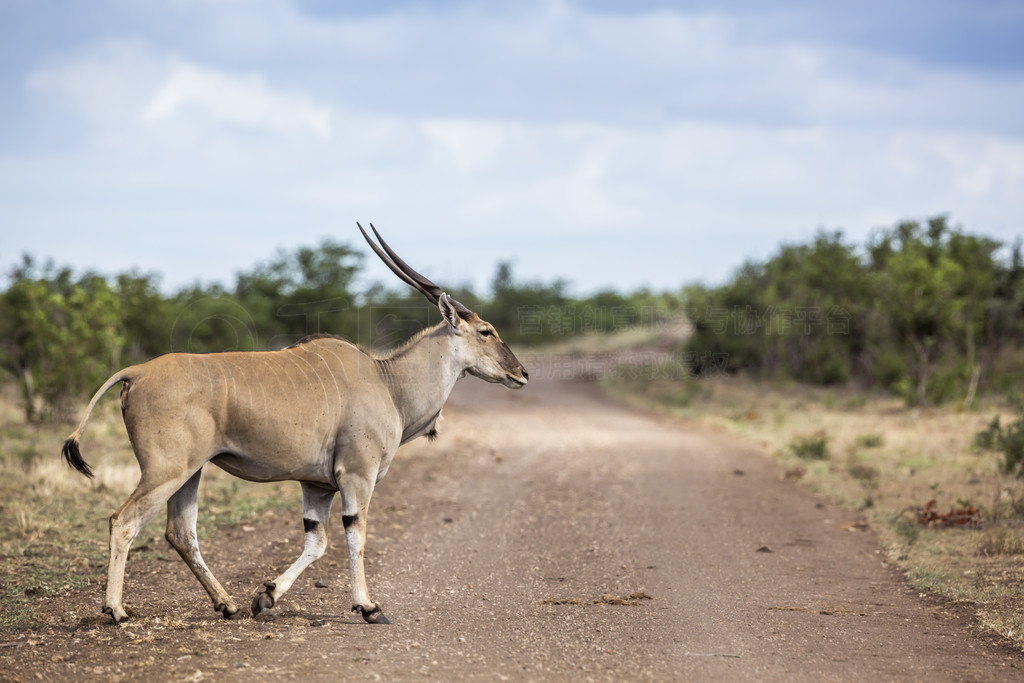 Ϸǿ³ҹ԰ͨ򴩹· Taurotragus oryx ţơϷǿ³ҹ԰ͨ