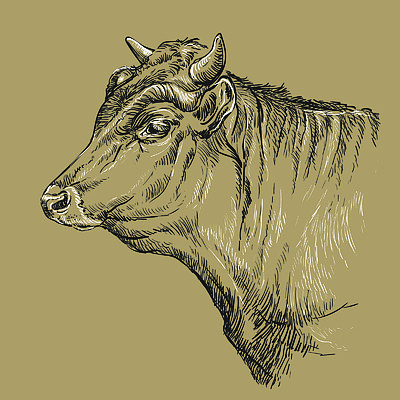 侧面的牛头怎么画图片