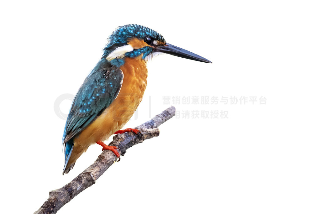 ͨ (Alcedo atthis) ͼϢڰɫϹ֦ϡ񡣶