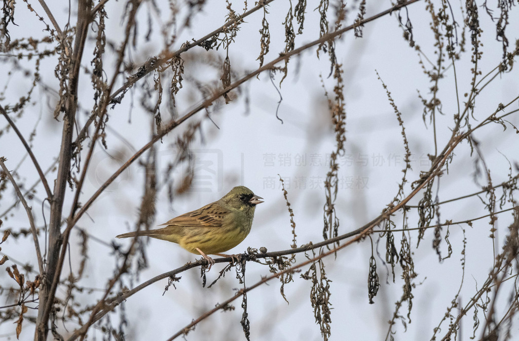 ӡϰķ͢ջﱴﱴ Emberiza spodocephala 