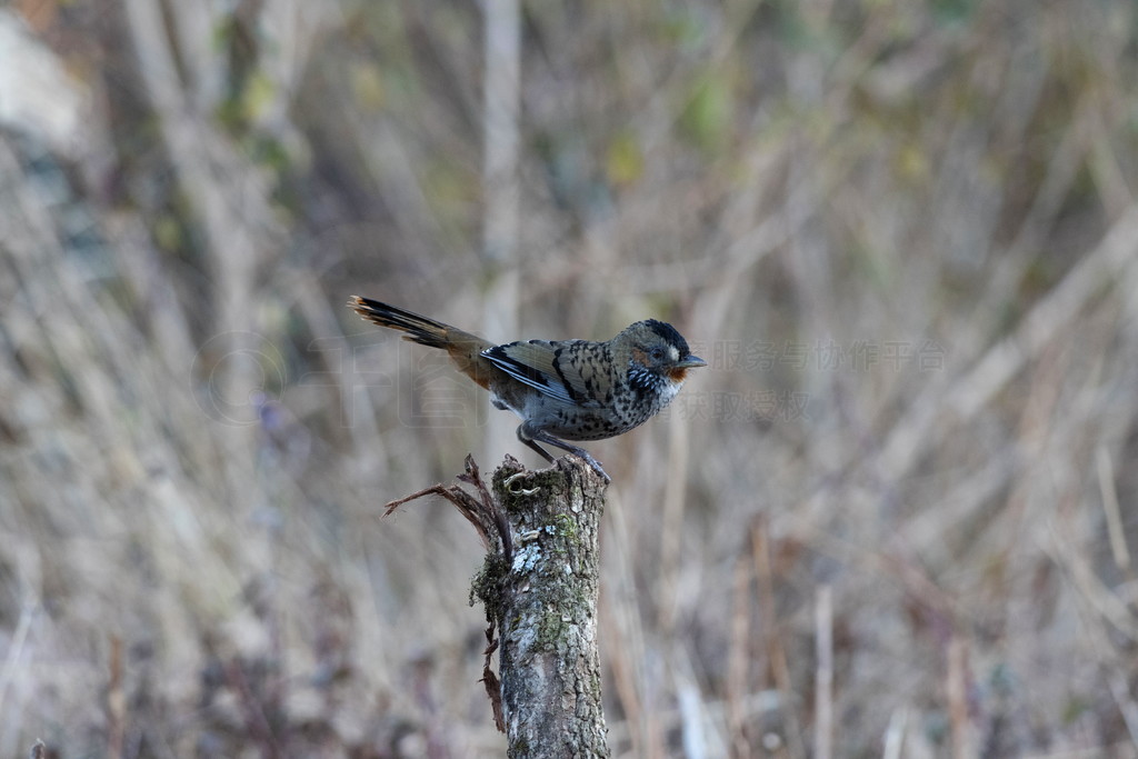 ɫ°Ц, Garrulax rufogularis, Sattal, Nainital, Uttarakhand, ӡ