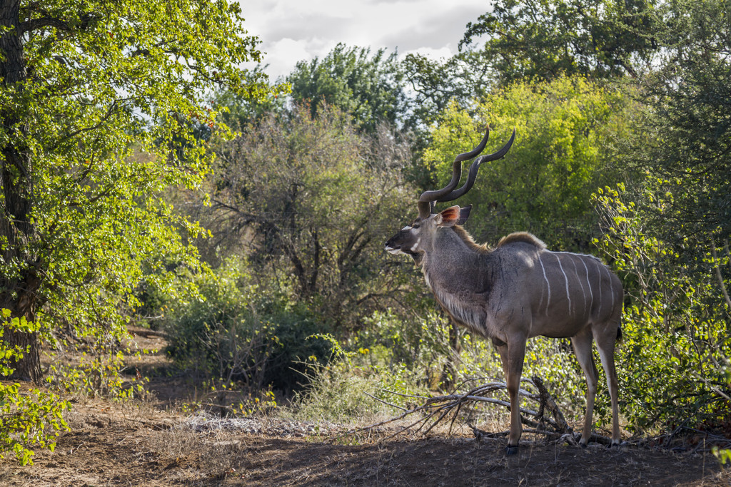 Ϸǿ³ҹ԰ɫԭĴԣţƵ Tragelaphus strepsiceros 塣Ϸǿ³ҹ԰Ĵ