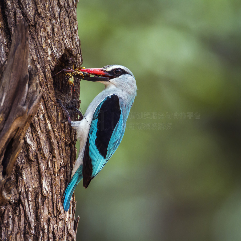 Alcedinidae  Halcyon senegalensis 塣Ϸǿ³ҹ԰ֵش