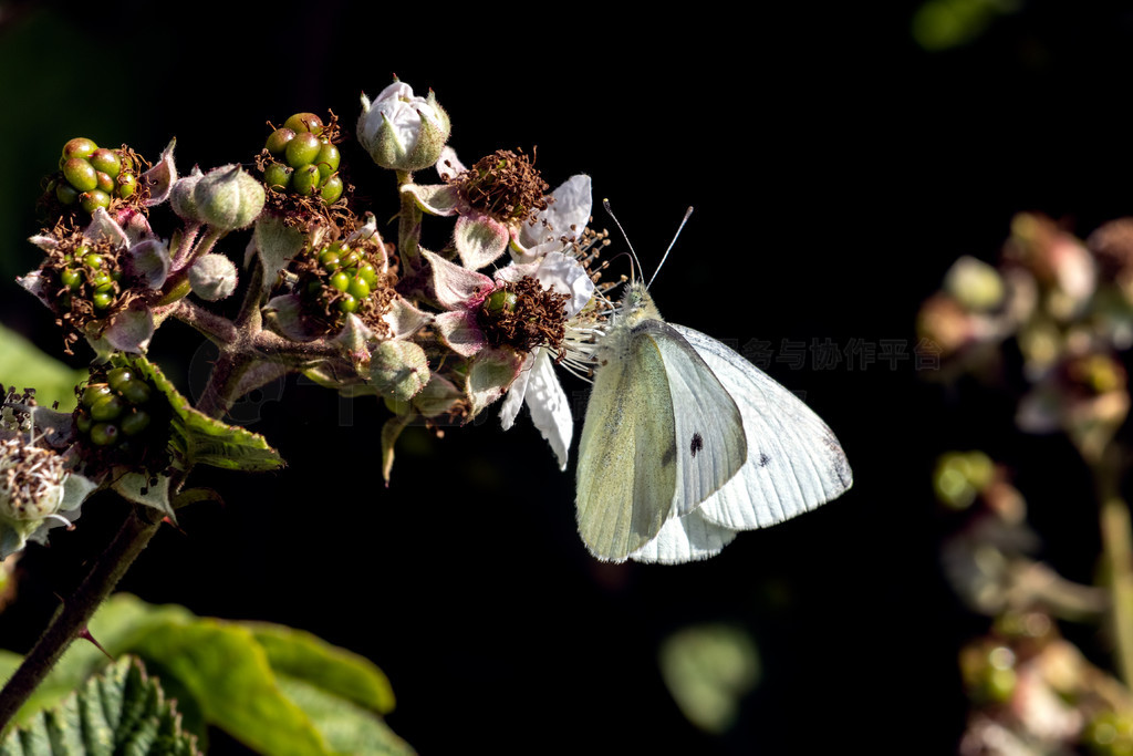 ԺݮΪʳСײ˰׺ (Pieris rapae)