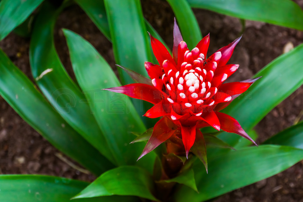  guzmania magnifica ֲﻨдȴֲ