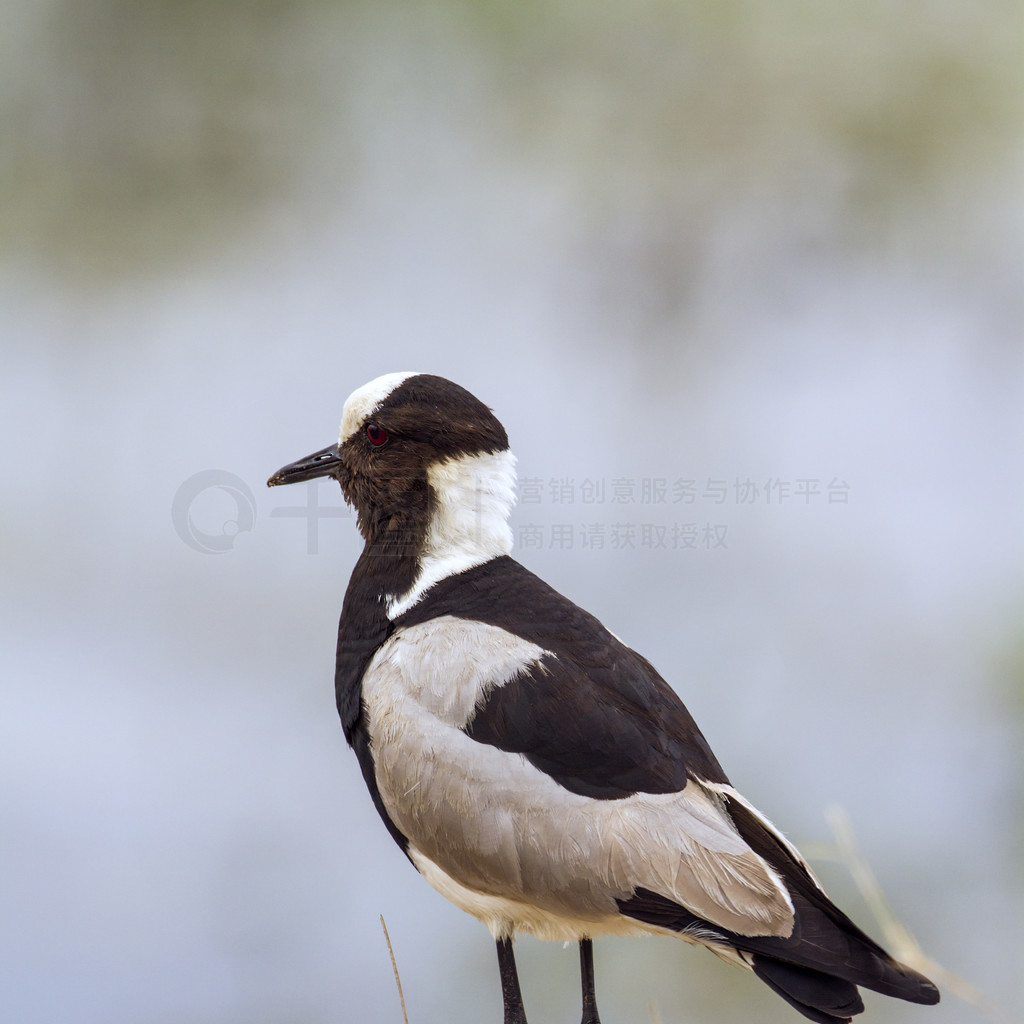 Charadriidae  Vanellus armatus 塣Ϸǿ³ҹ԰