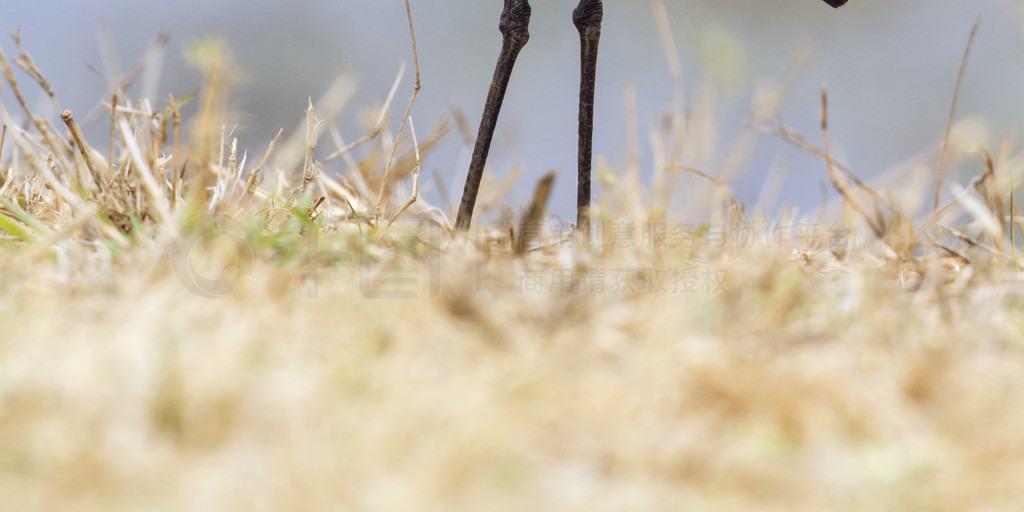 Charadriidae  Vanellus armatus 塣Ϸǿ³ҹ԰