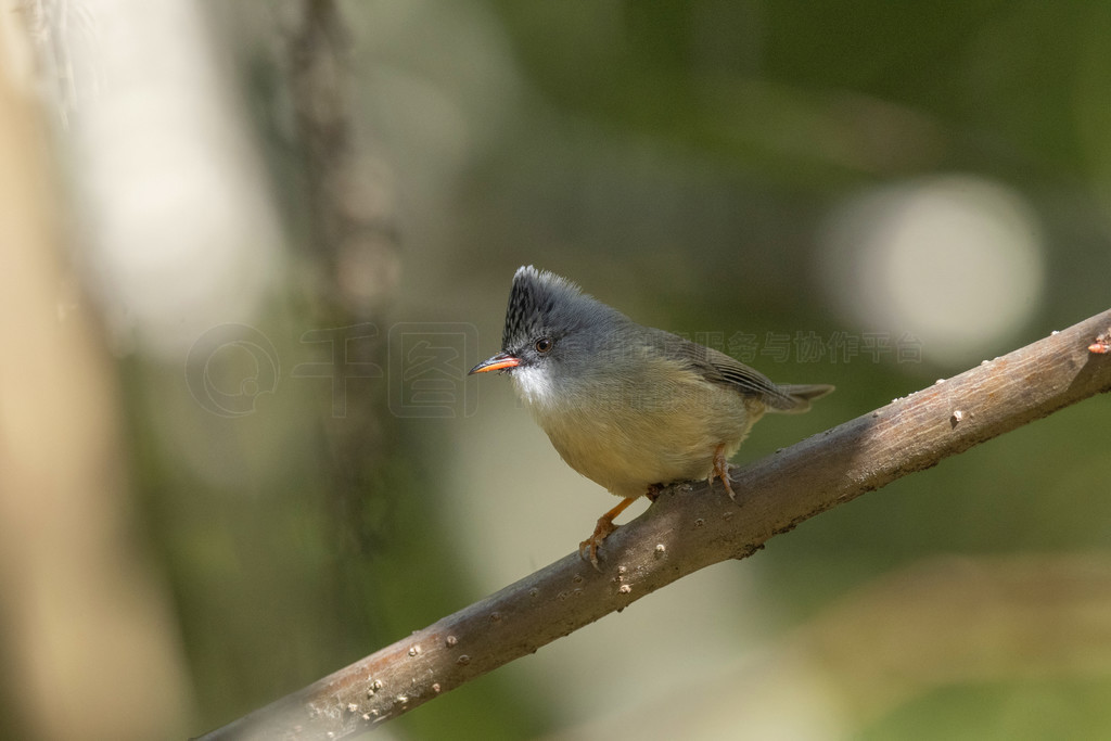 sanctuary高清图片_Black-chinned yuhina, Yuhina nigrimenta, 瓦隆, 阿鲁纳恰尔邦, 印度 ...